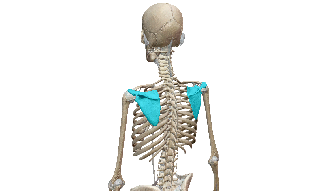 浜辺の骨 耳石 魚の骨 肩甲骨 浜辺の骨 耳石 魚の骨 肩甲骨 浜辺の骨 耳石 魚の骨